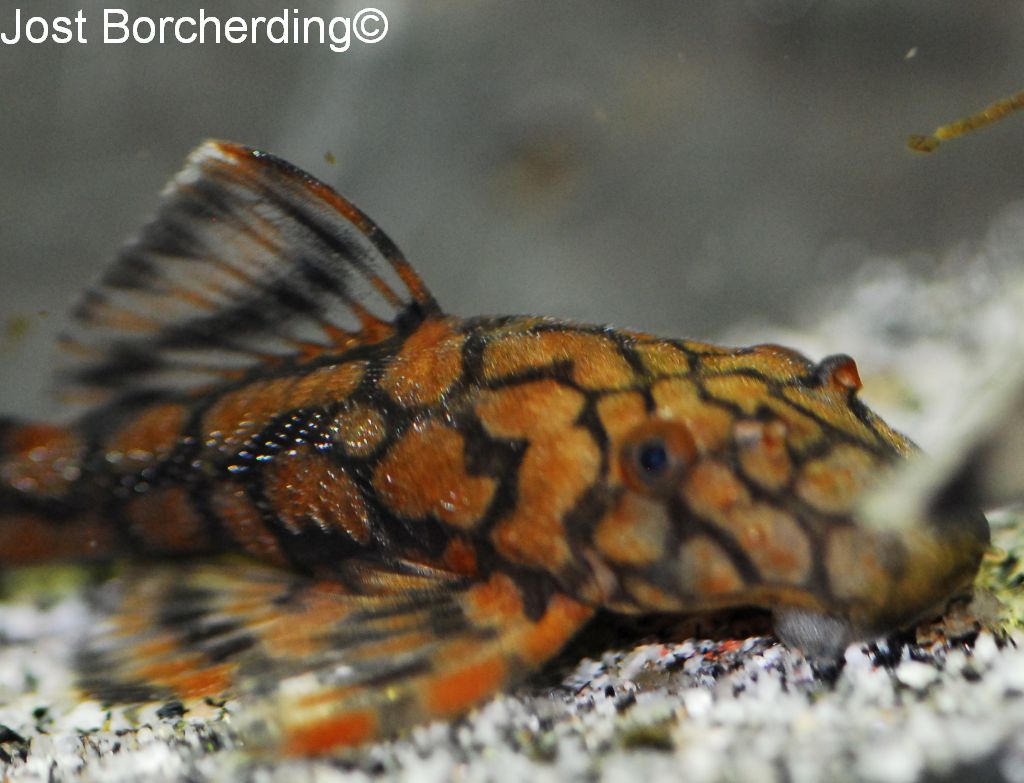 Ancistrus sp (L519) –  Ancistrus sp. Kiefneri II