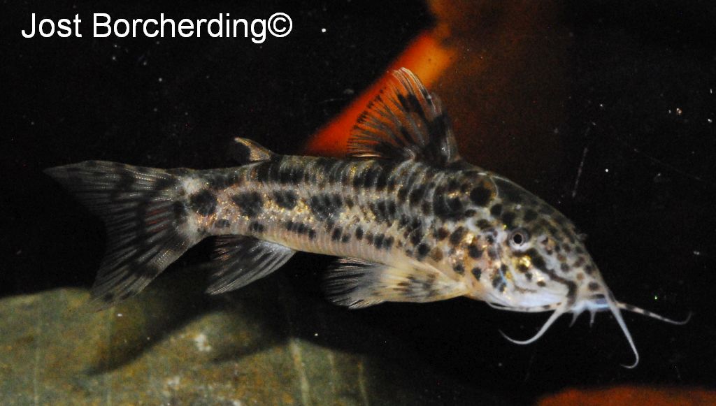 Aspidoras poecilus