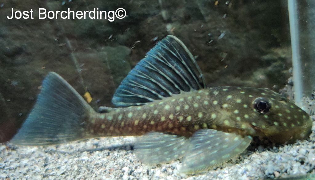 Guyanancistrus sp Amapa