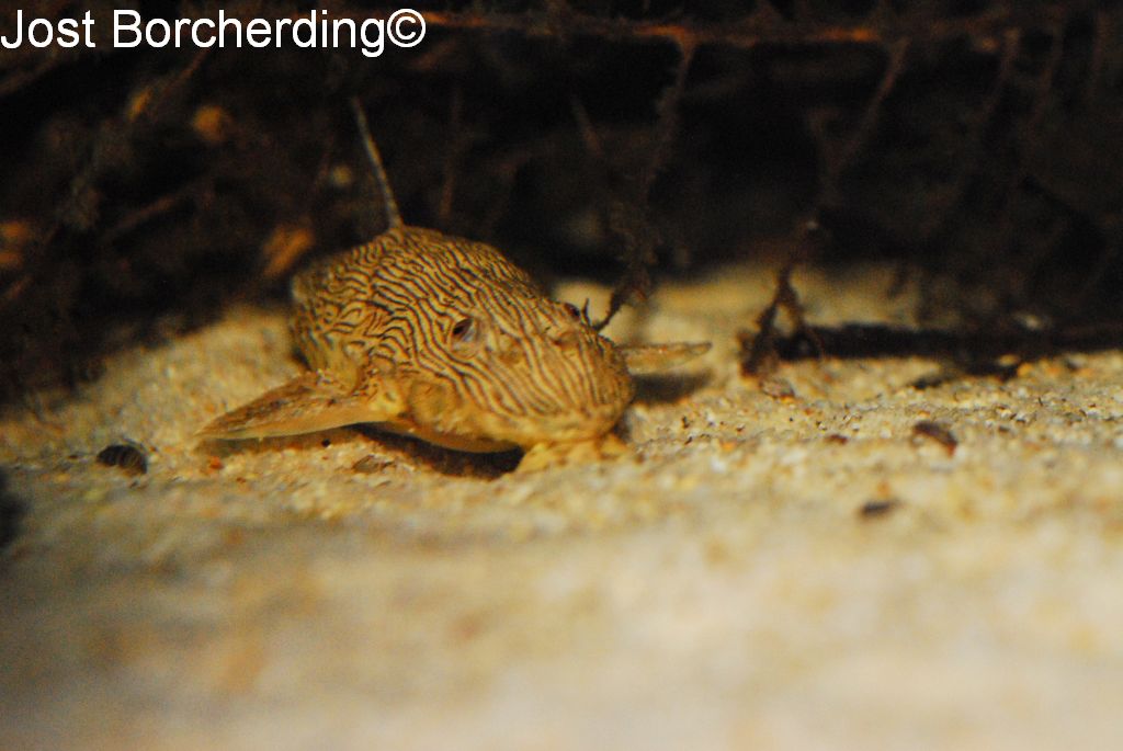 Hemiloricaria sp Jacareacanga