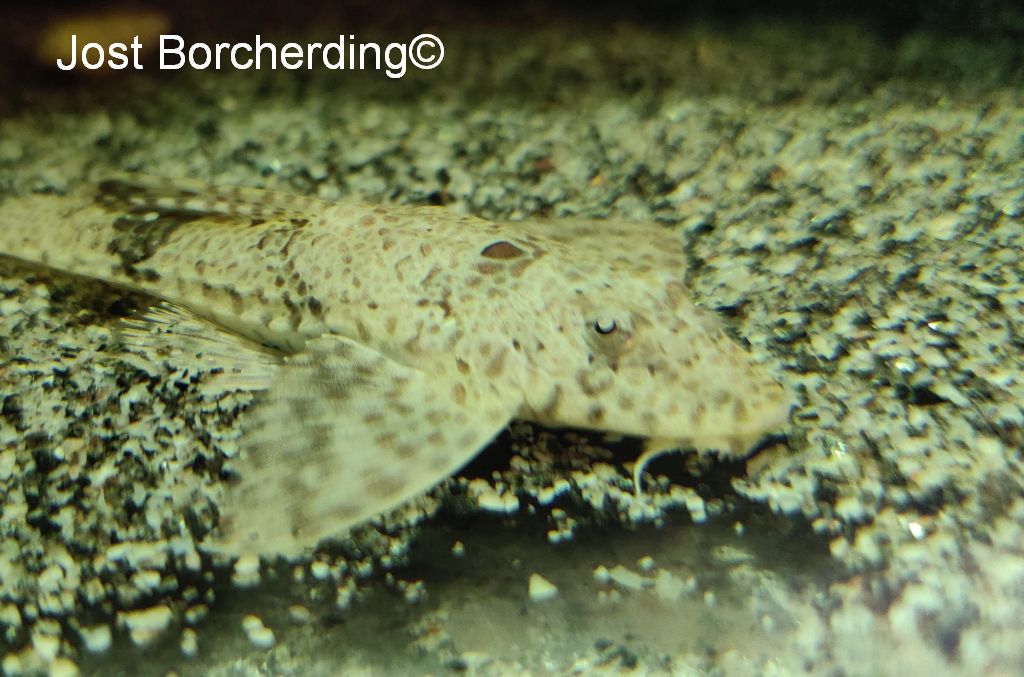 Hemiloricaria formosa