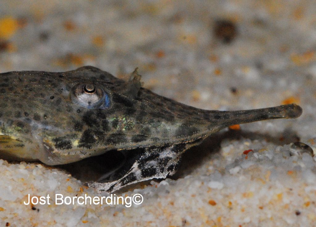 Hemiodontichthys acipenserinus