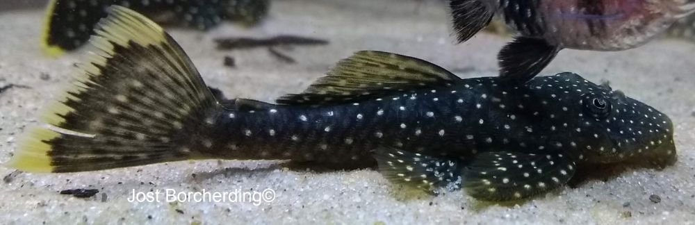 Hopliancistrus wolverine