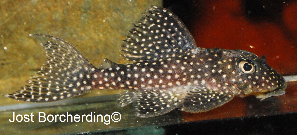 Hypancistrus sp (L136)