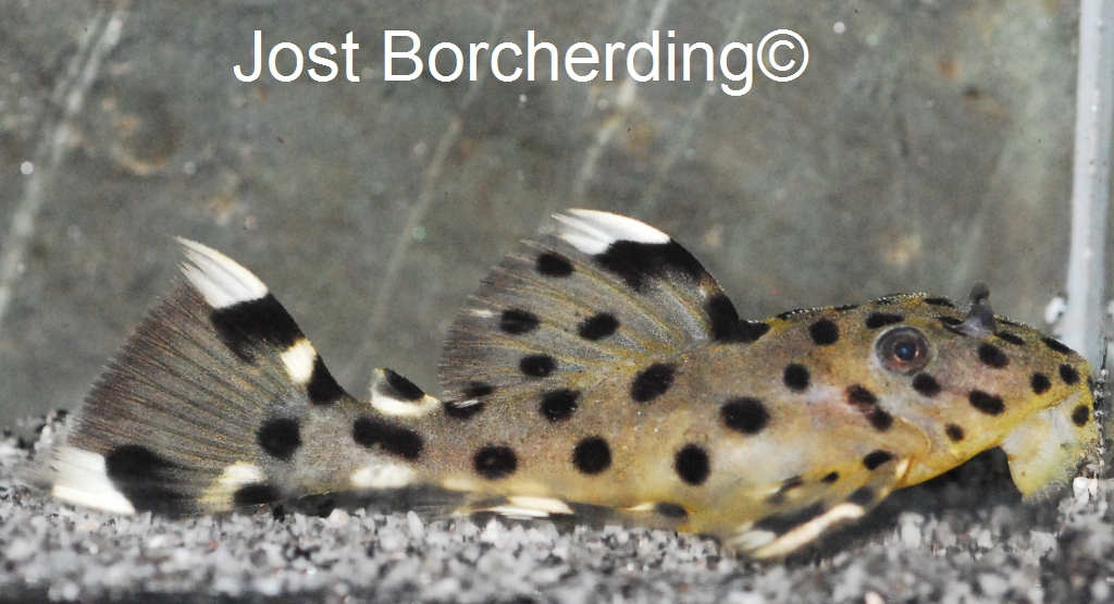 Leporacanthicus joselimai (L264)