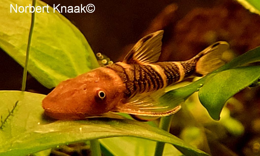Nannoptopoma sp Peru