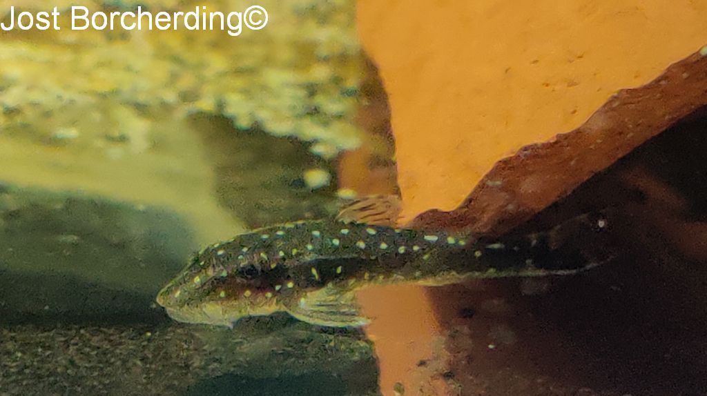 Parotocinclus haroldoi