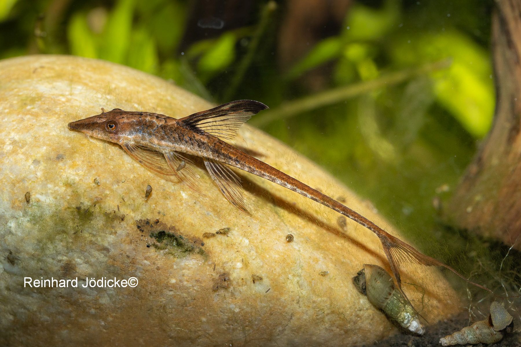 Sturisomatichthys aureus