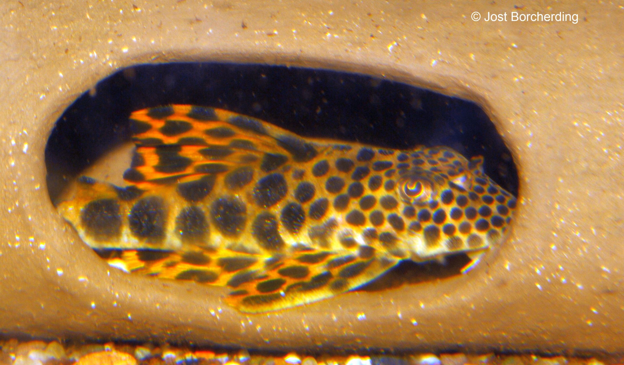 Ancistomus sabaji (L75)