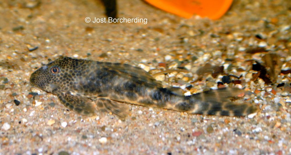 Ancistomus sp. (L147)