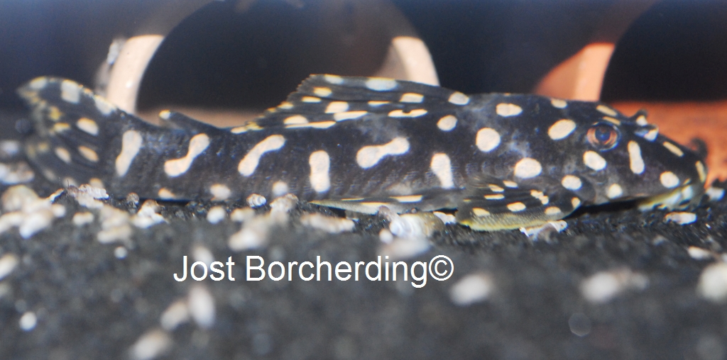 Scobinancistrus raonii (L82)