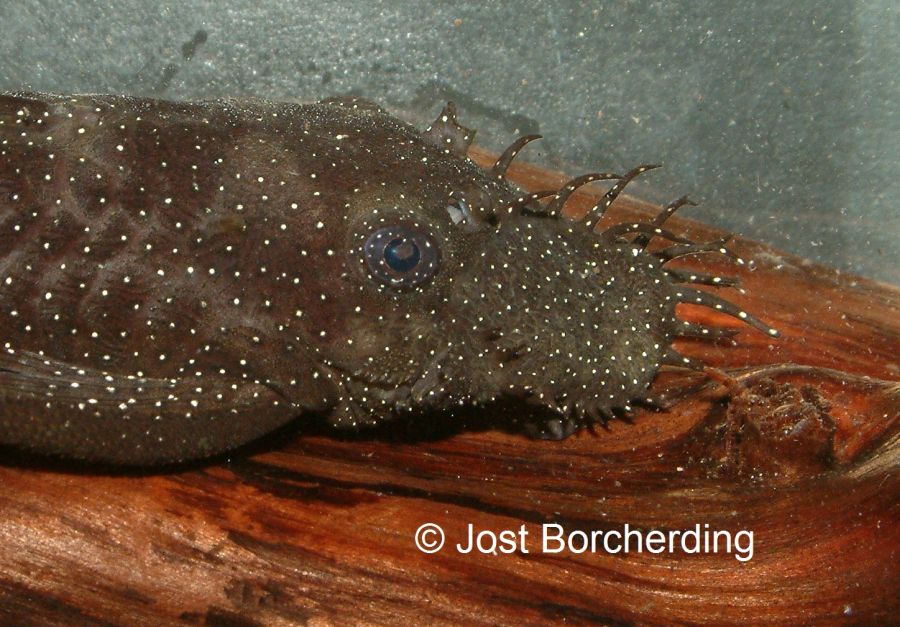 Ancistrus sp (L181)