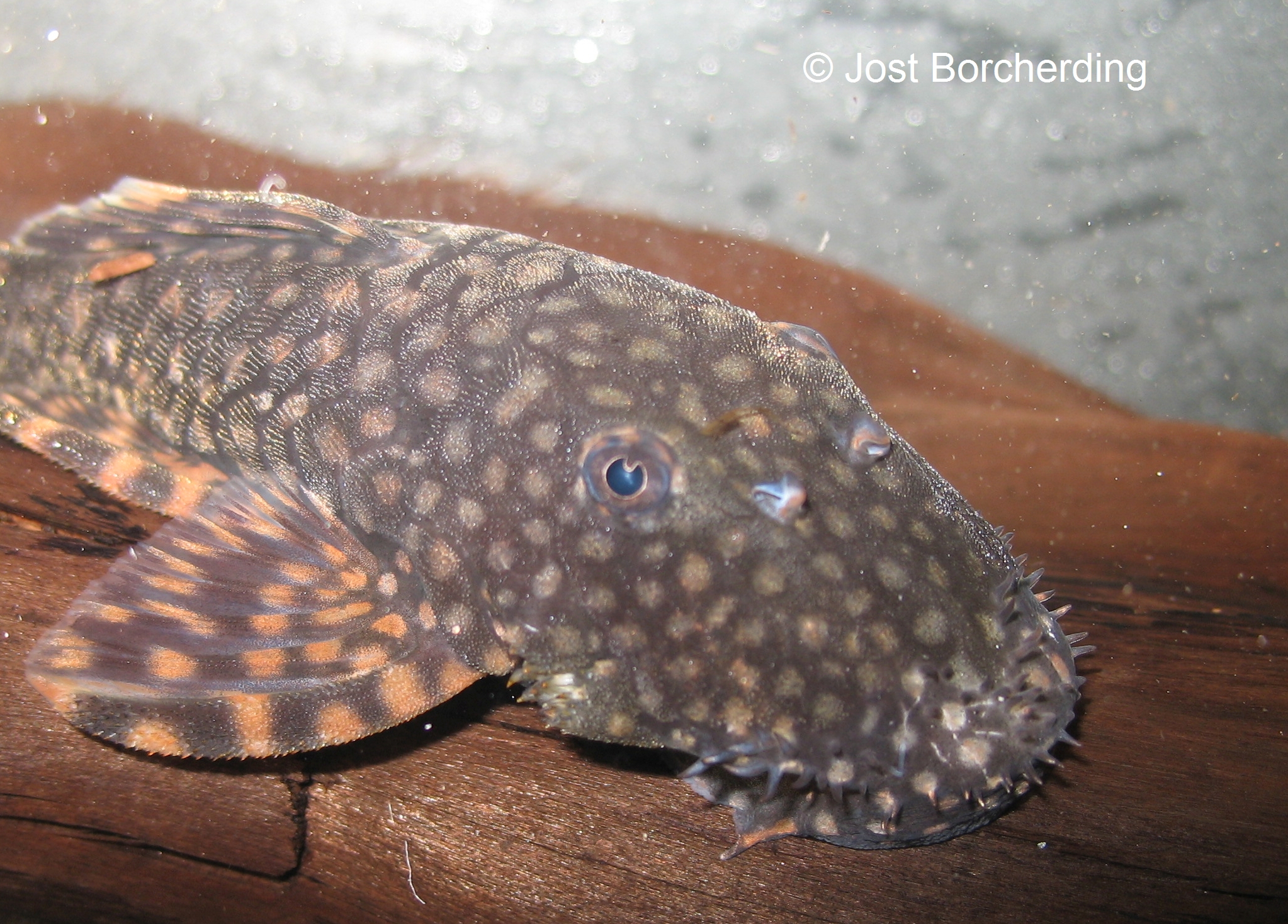 Ancistrus sp (L309)