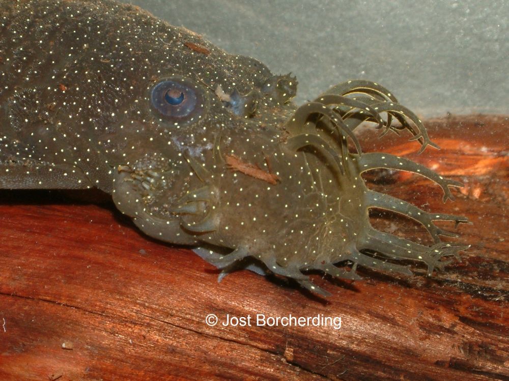 Ancistrus sp 'Rio Tapajos'