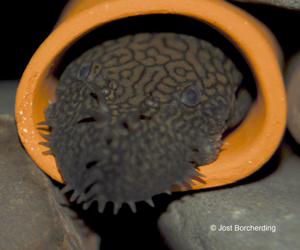 Ancistrus sp. 'Rio Tocantins'