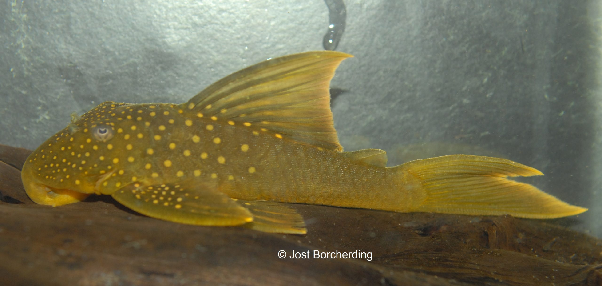 Baryancistrus demantoides (L200) HiFin