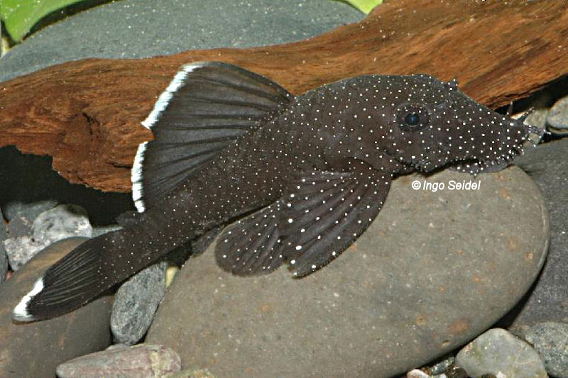 Ancistrus dolichopterus (L183)