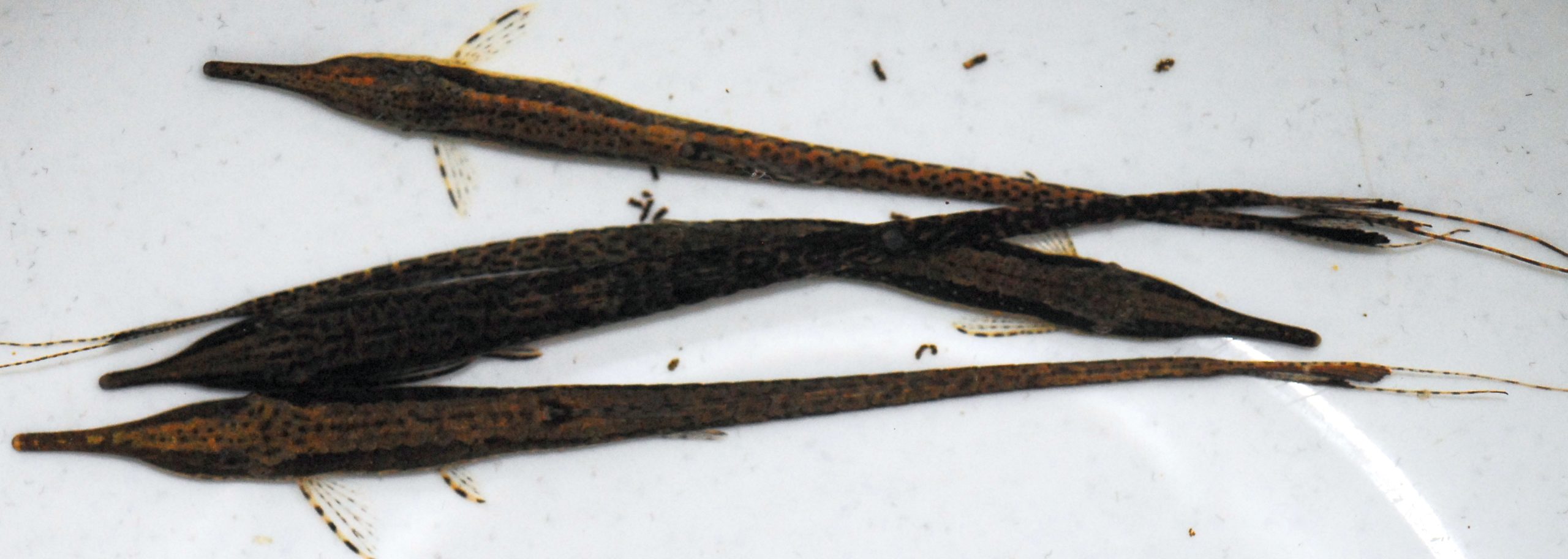 Farlowella vittata