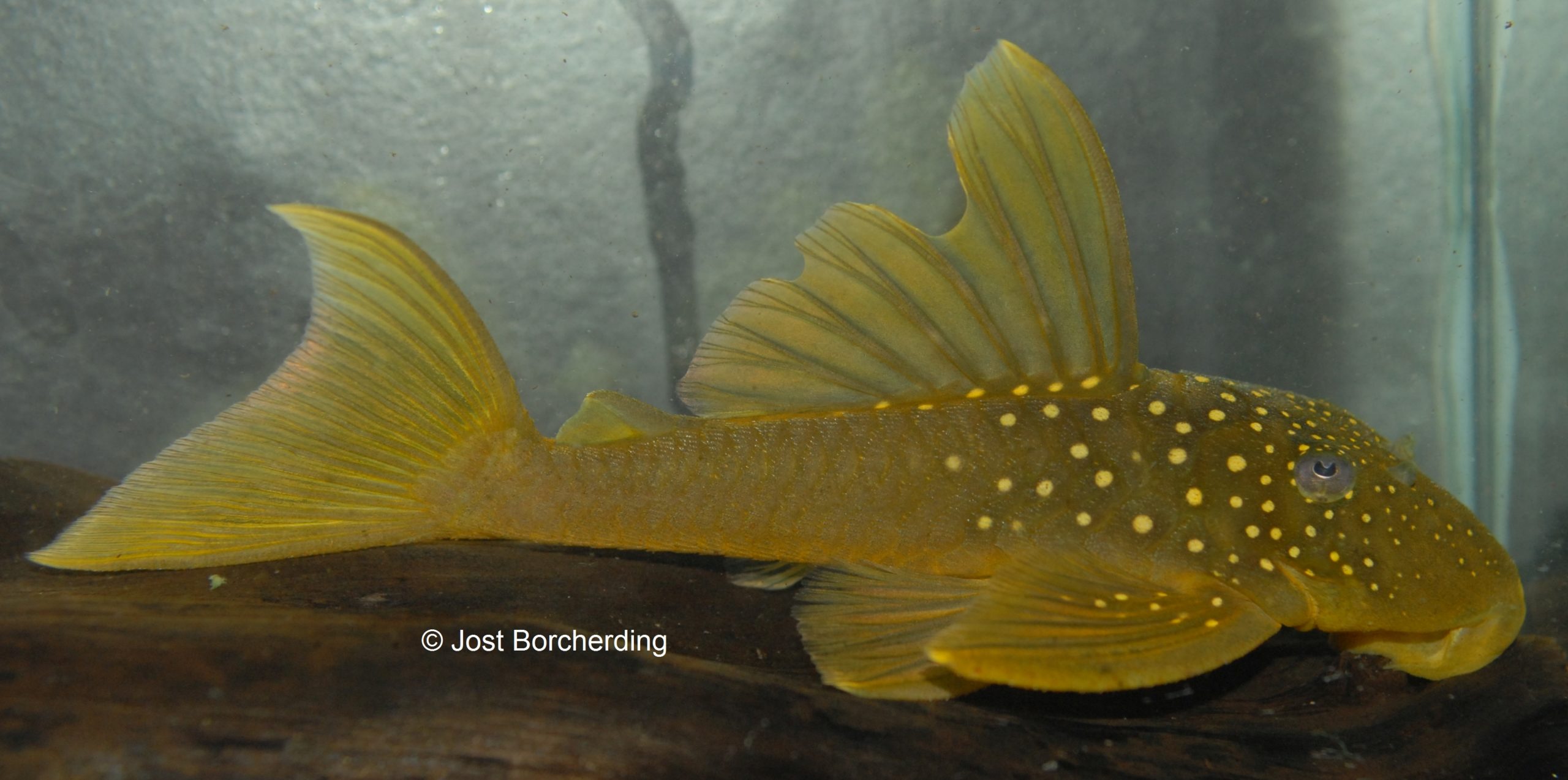Hemiancistrus subviridis (L200) LowFin