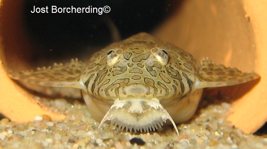 Hemiloricaria melini