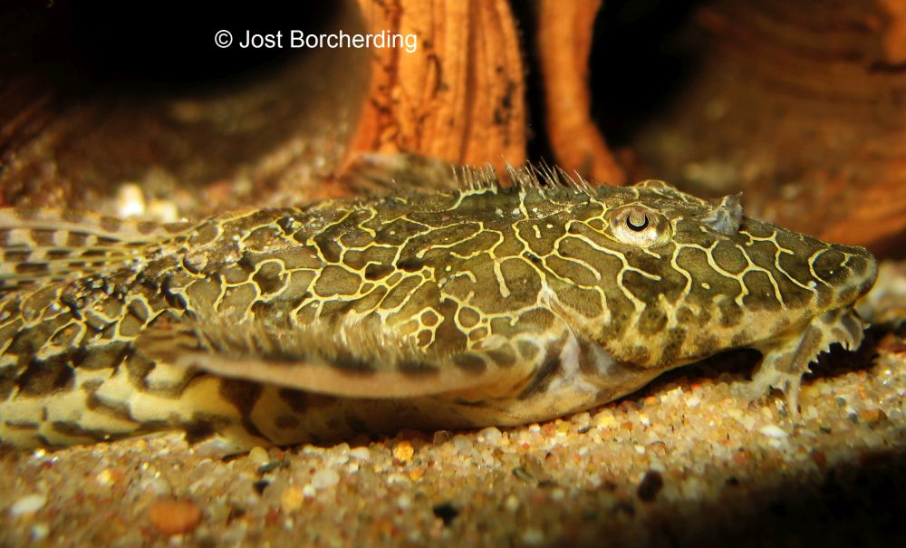 Hemiloricaria teffeana