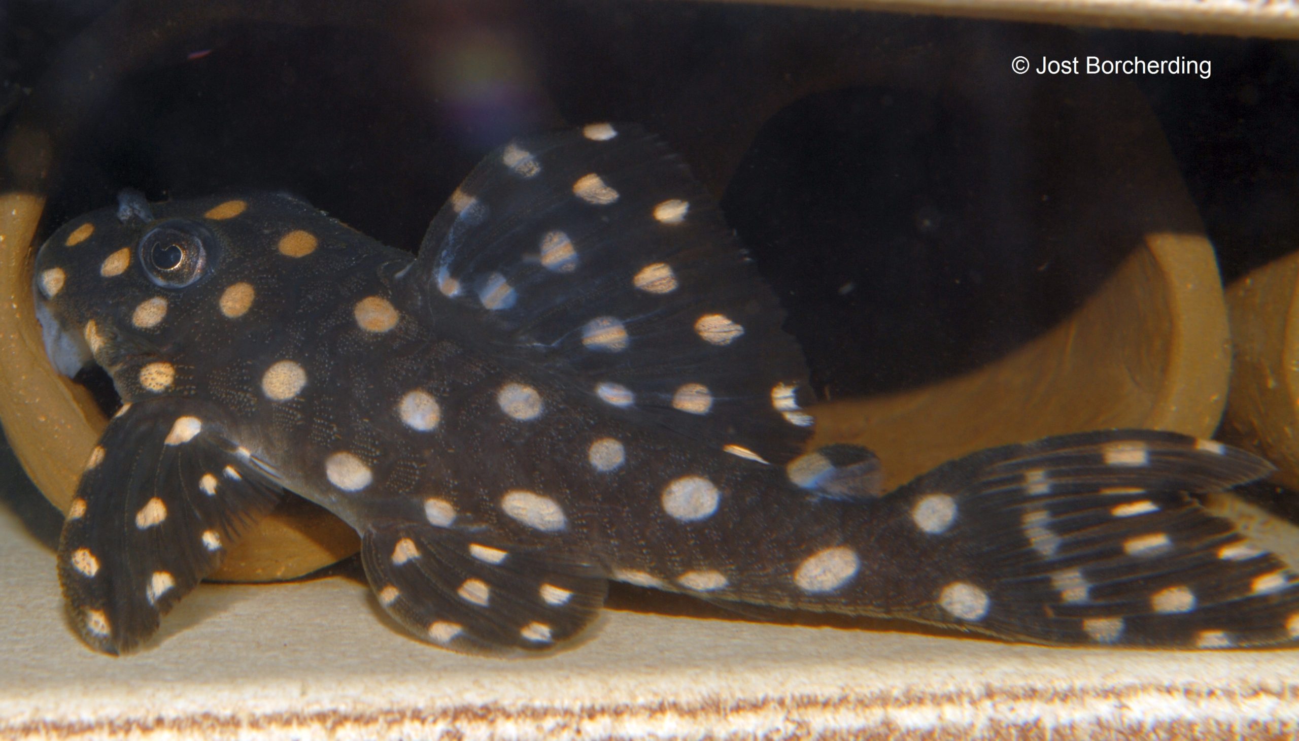 Hypancistrus contradens (L201) BigSpot