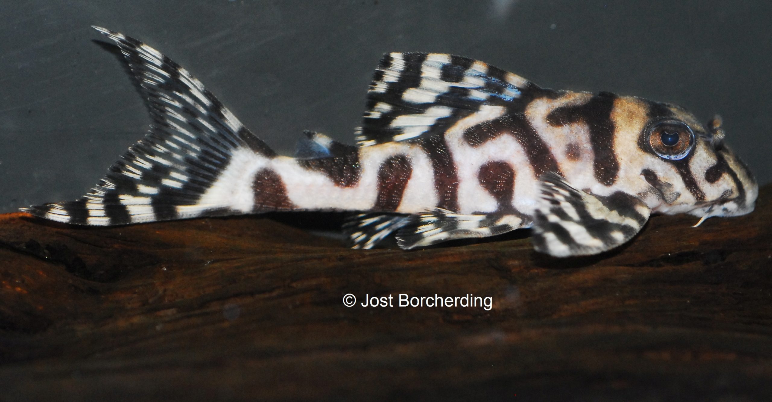 Hypancistrus sp (L236) Zuchtlinie Budrovcan/Schmidt 2015