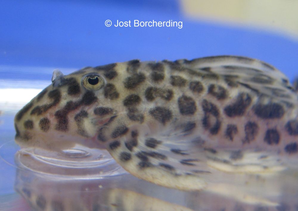 Hypancistrus sp (L174)