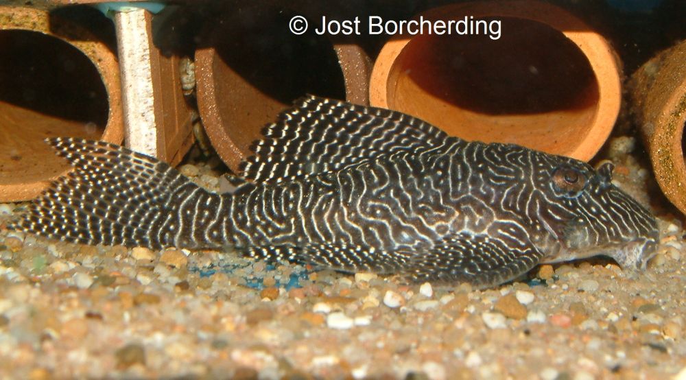 Hypancistrus sp (L260)