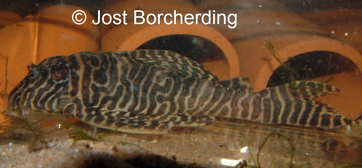 Hypancistrus sp. (L333)