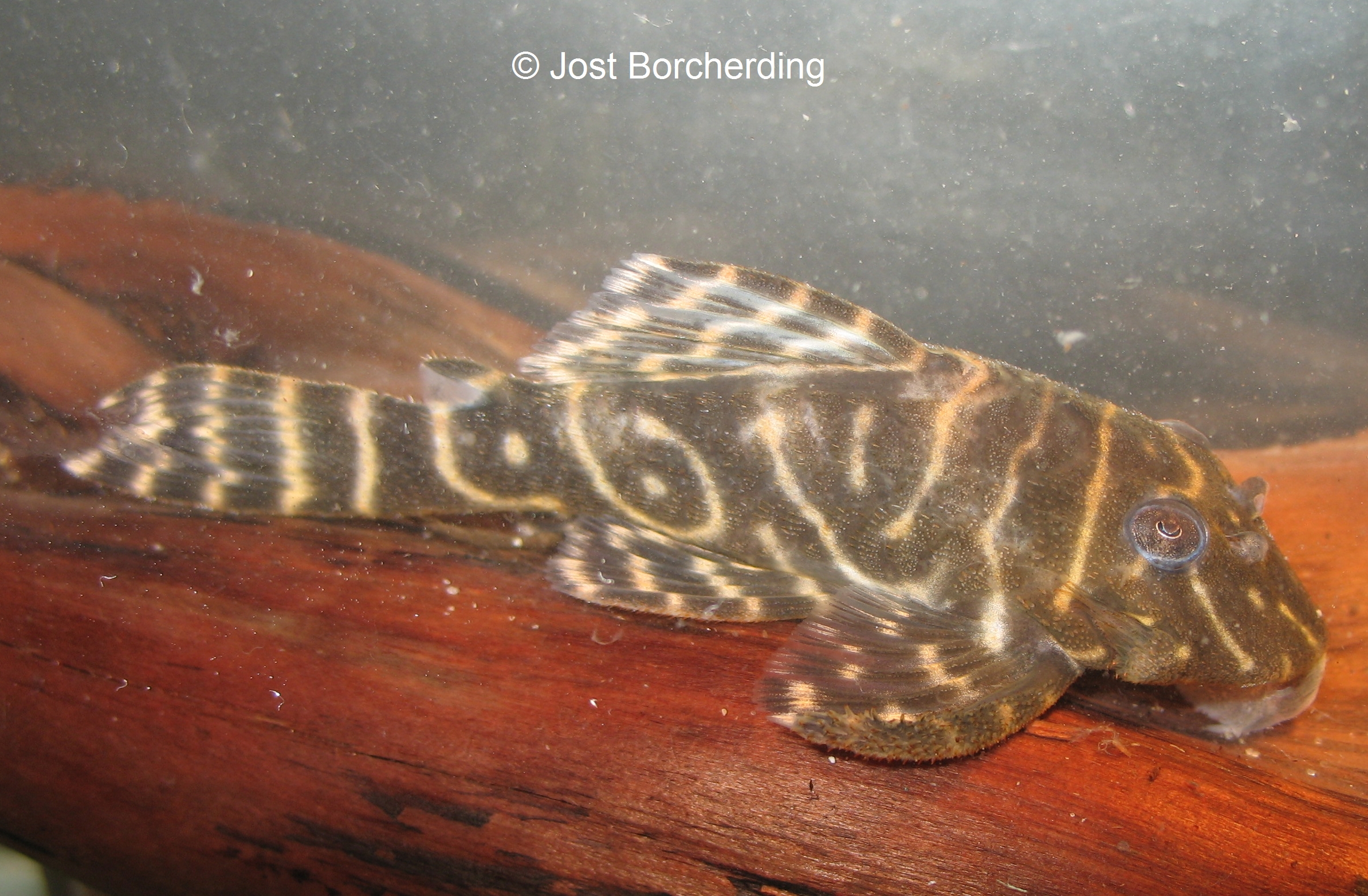Hypancistrus cf. debillitera (L129)