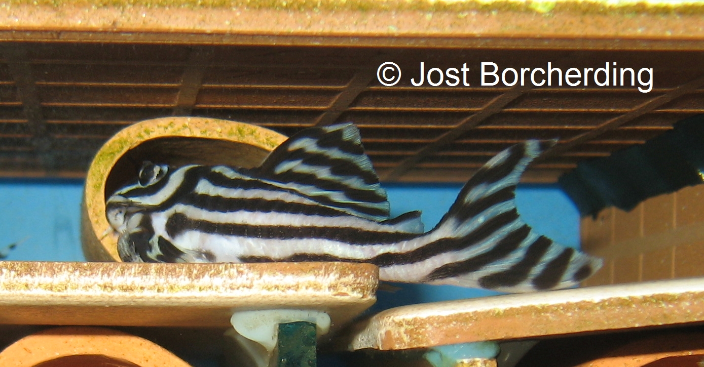 Hypancistrus zebra (L46)