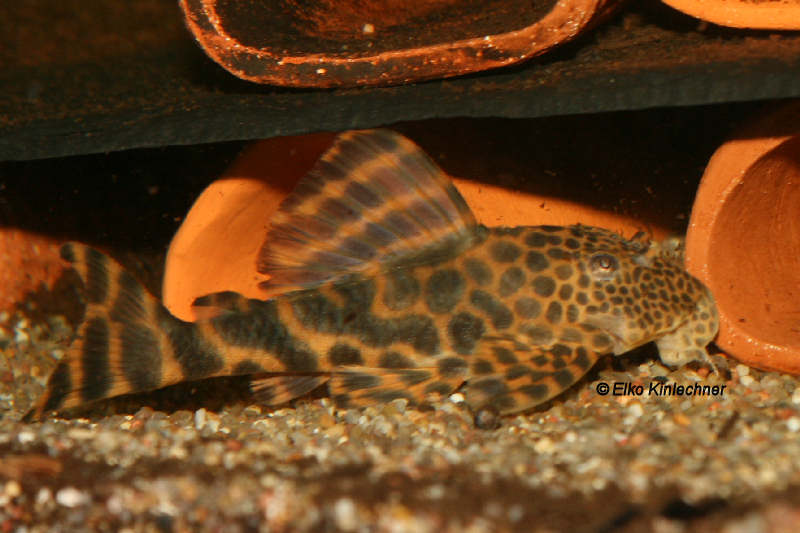 Ancistomus sp (L387)