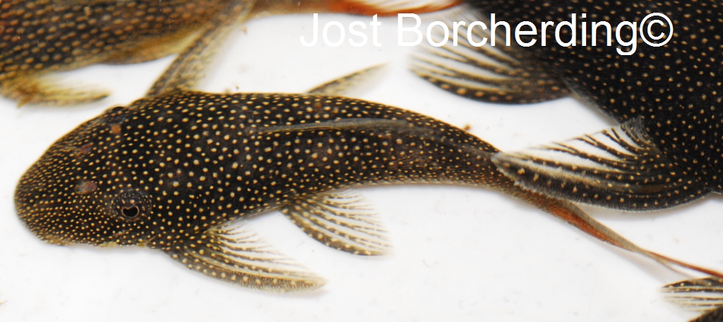 Lasiancistrus sp. (L479)