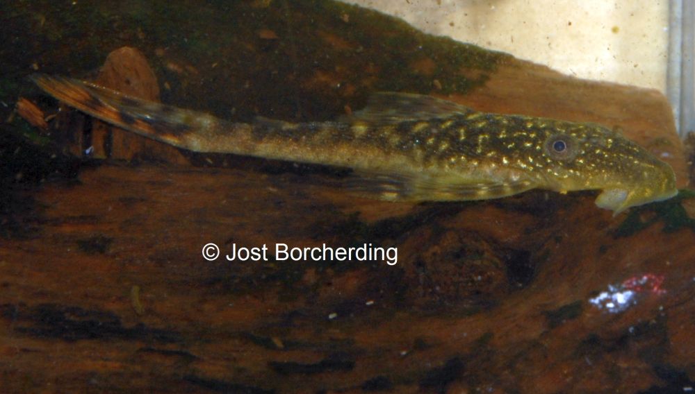 Lasiancistrus tentaculatus