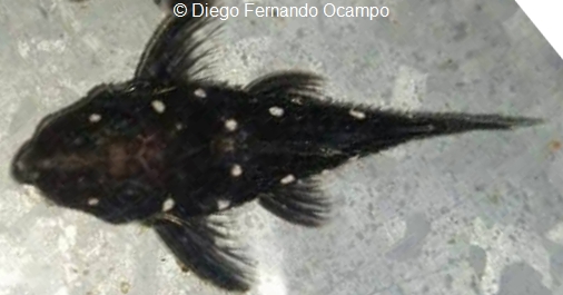 Micracanthicus vandragti (L280)