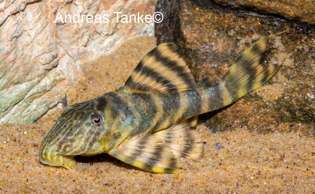 Panaqolus tankei (L398)