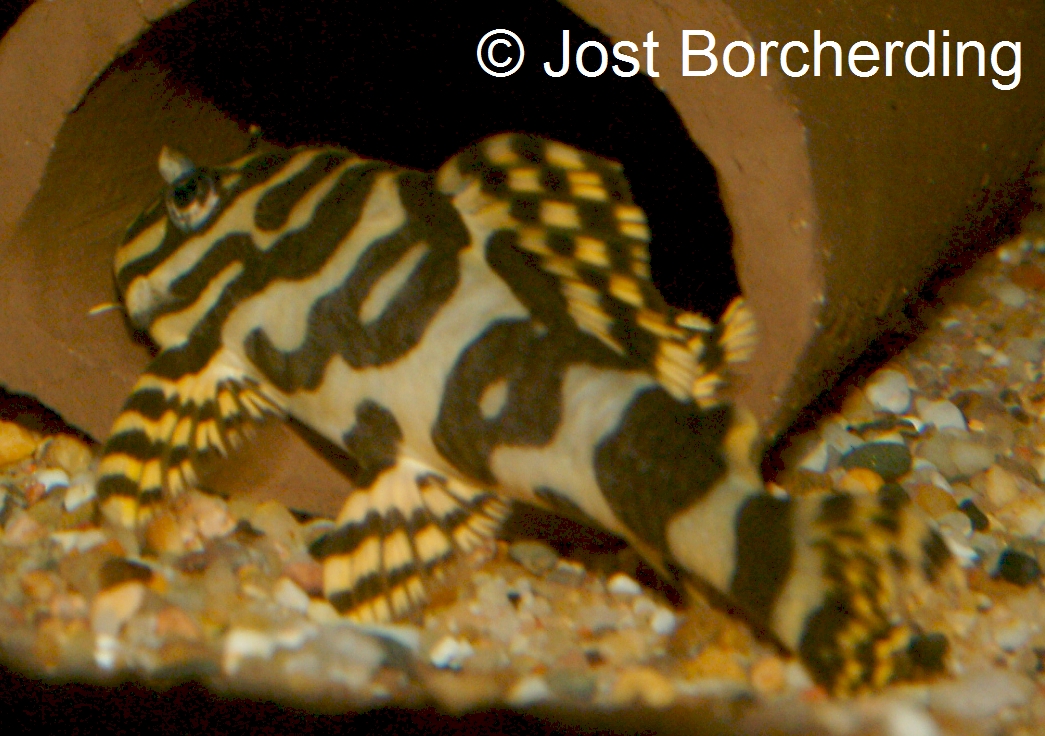 Peckoltia compta (L134)