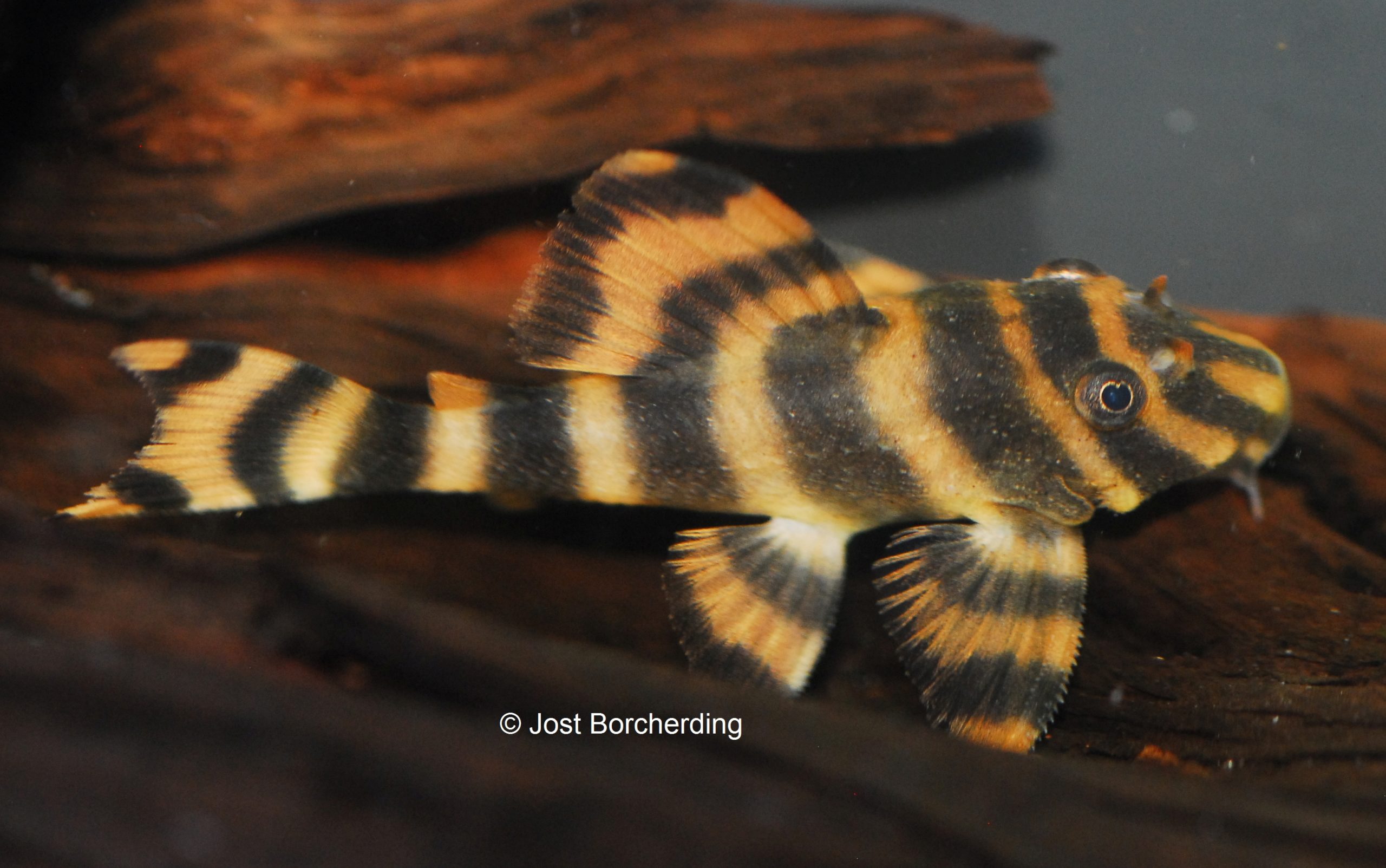 Peckoltia sp (L80) aus dem Rio Tocantins
