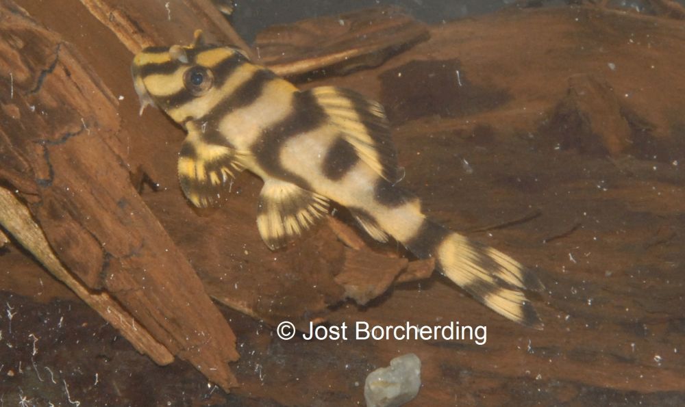 Peckoltia sp (L15) aus dem Rio Xingu