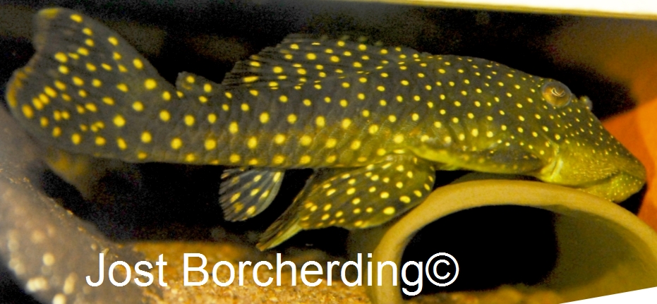 Pseudancistrus zawadzkii (L259)