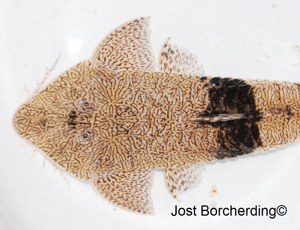 Pseudohemiodon apithanos 'real'