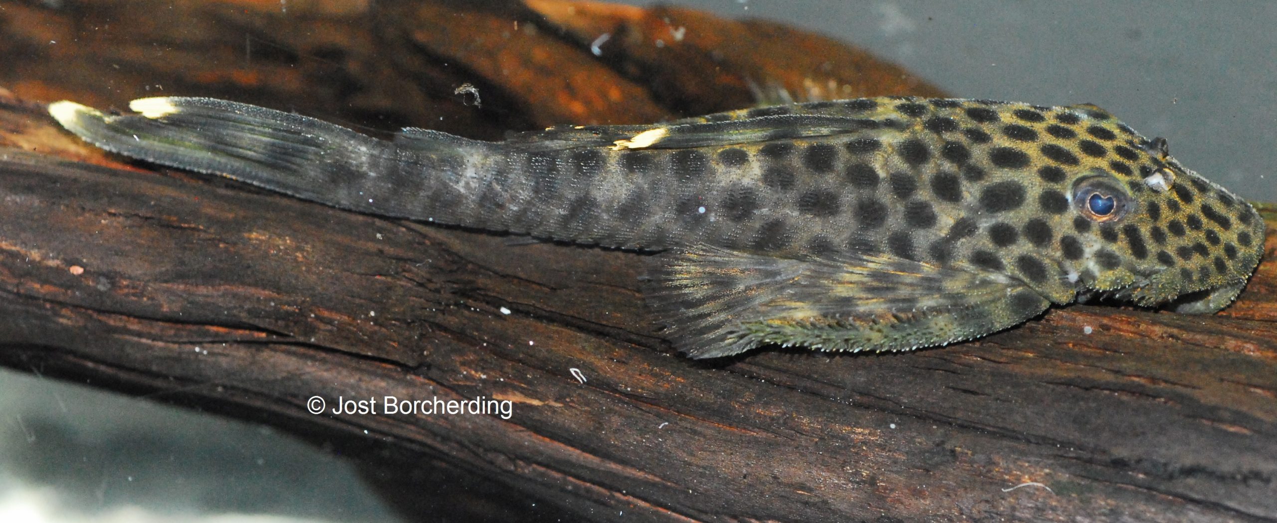Pseudolithoxus dumus