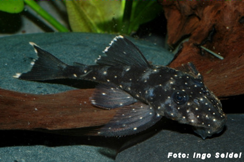 Pseudolithoxus nicoi
