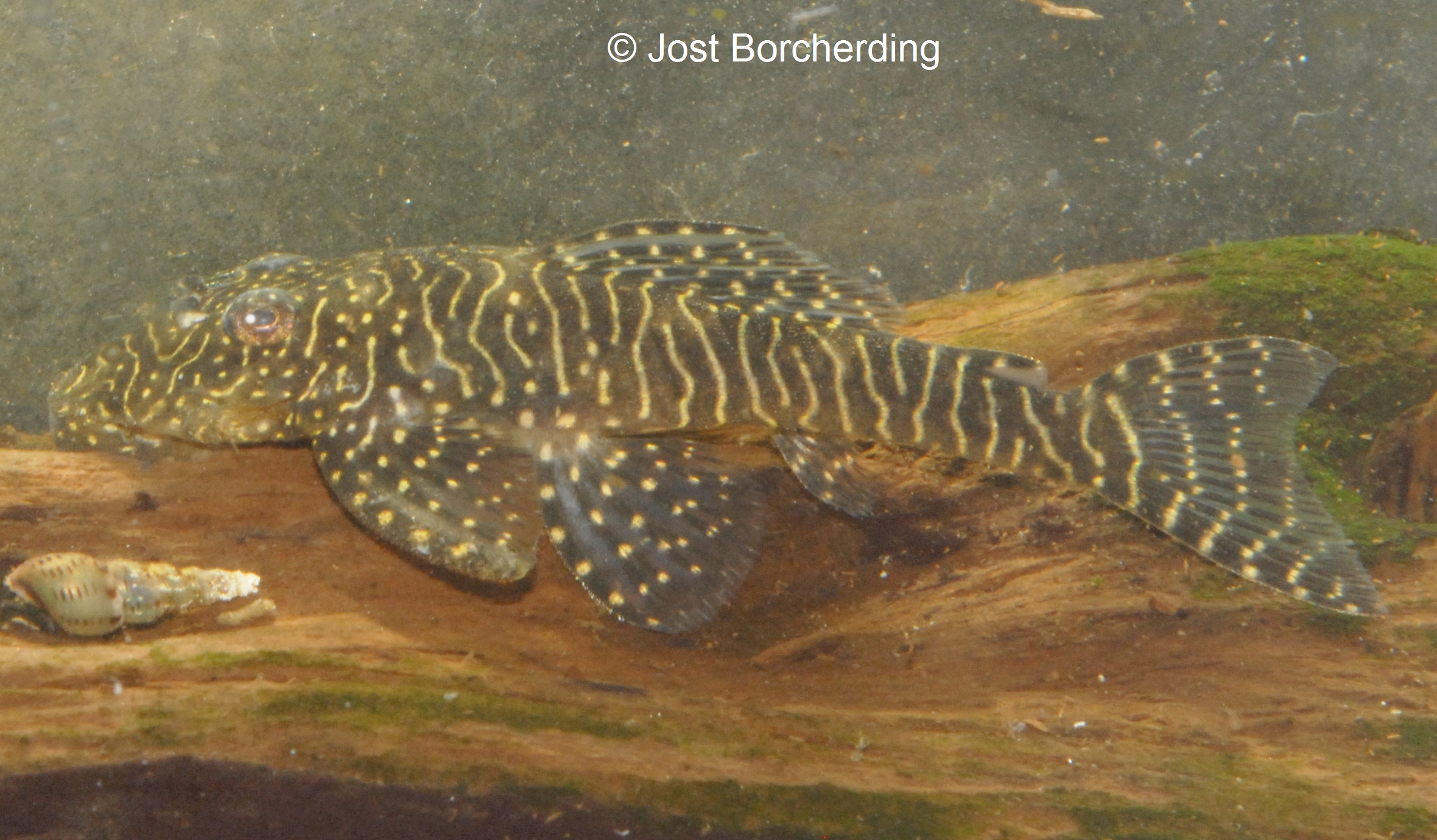 Pseudolithoxus tigris